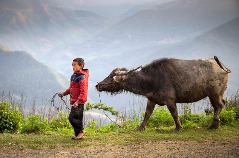 Vietnam Buffalo - Vietnam Travels gallery