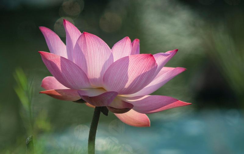Vietnam Pagoda Lotus - Vietnam Travels gallery