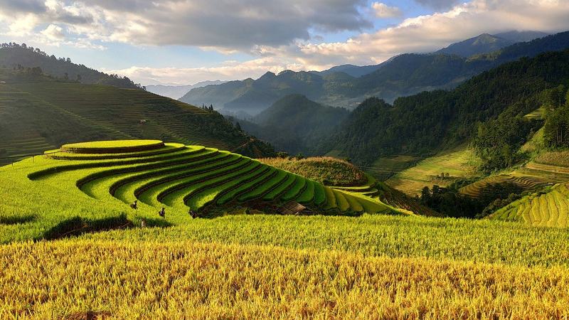 Vietnam Rice Harvest - Vietnam Travels gallery