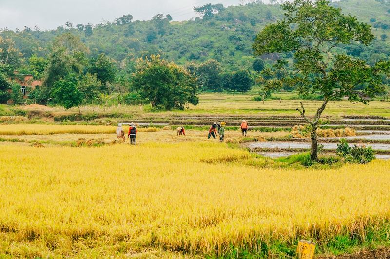 Vietnamese Farmer - Vietnam Travels gallery