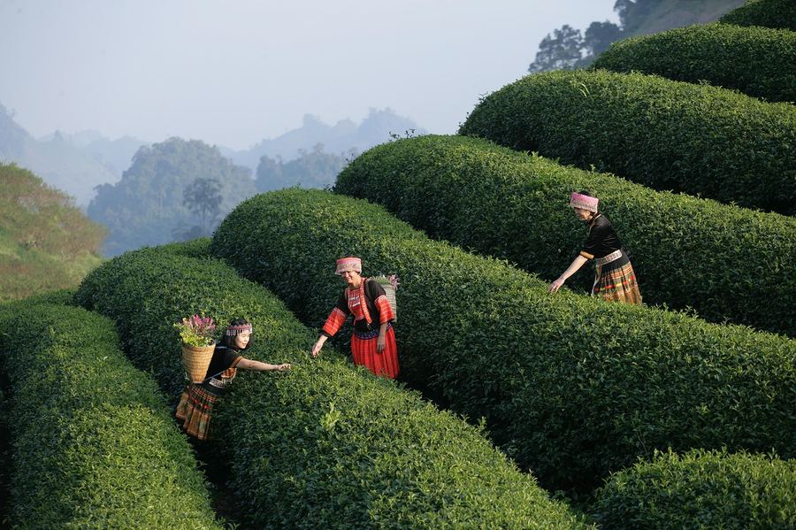Group of travelers on a guided Vietnam tour