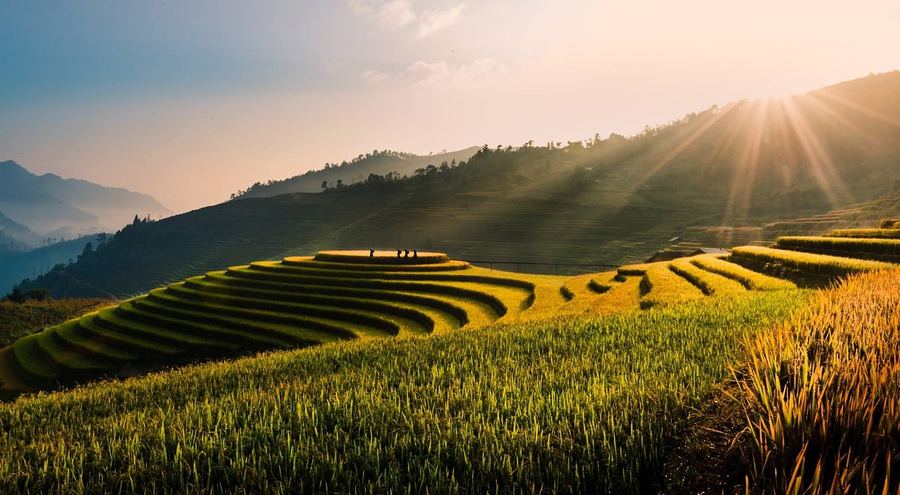 Golden rice fields under a clear sky in rural Vietnam