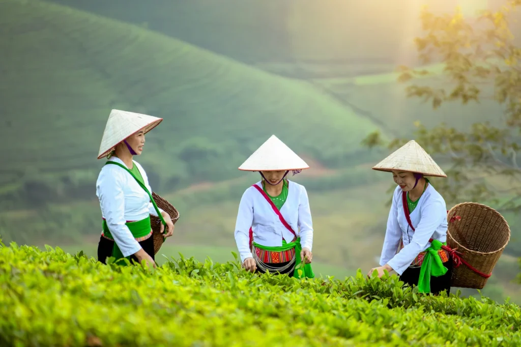 Experiencing Vietnam: Immerse Yourself in Local Culture